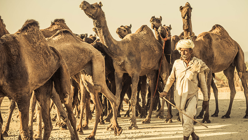 2025.10.27 印度駱駝節(jié)及瓦納納西油燈節(jié)攝影團
