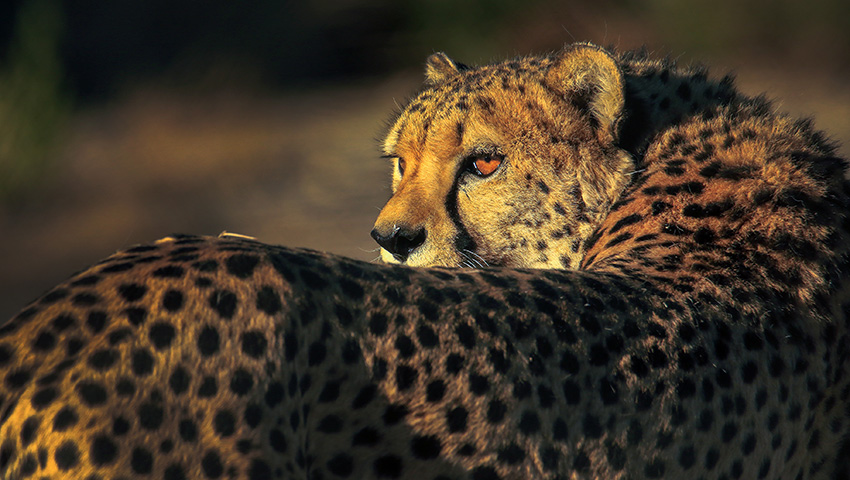 2019.5.18非洲南部三國(guó)深度精品攝影團(tuán)-紅沙漠與沼澤，星空與月虹，紅泥人與野生動(dòng)物