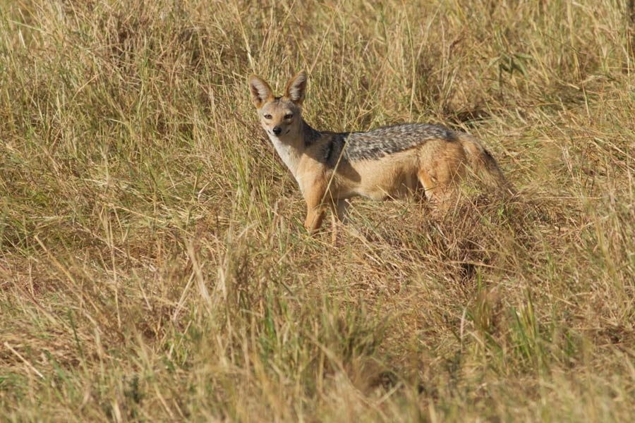 20360116osos6knbotko41