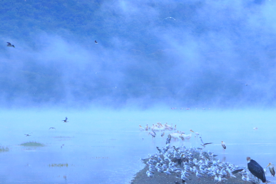 221056dd644466yhih1ddw