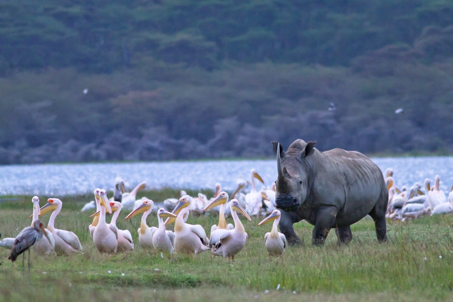 214406czsksz2fk9rkick2