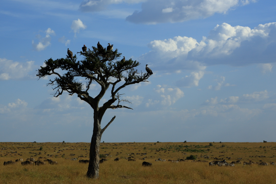 221036xpeztyxkeoya6eak