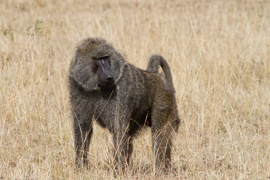 203337yqwkc4v6j4dvr7s4