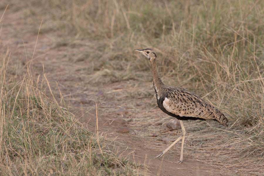 012636o4zrejfkofj49e7d