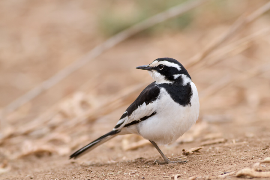 214504i48fir5rttj4jetj