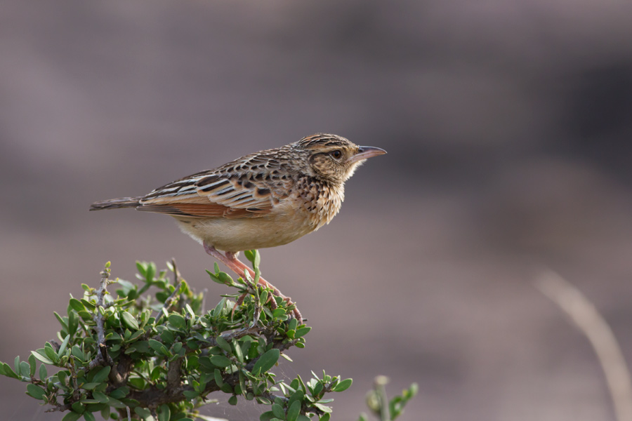 234335gs7uugu9n7d4nnuw