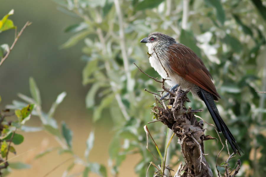 210726ca0gq2dgzdqccmay