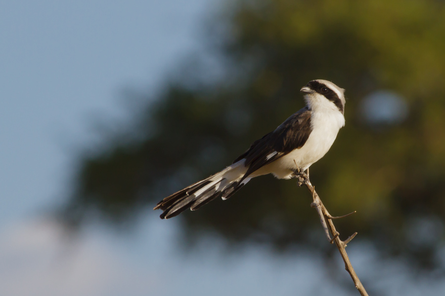 193846t4z3uxmjjx6md442