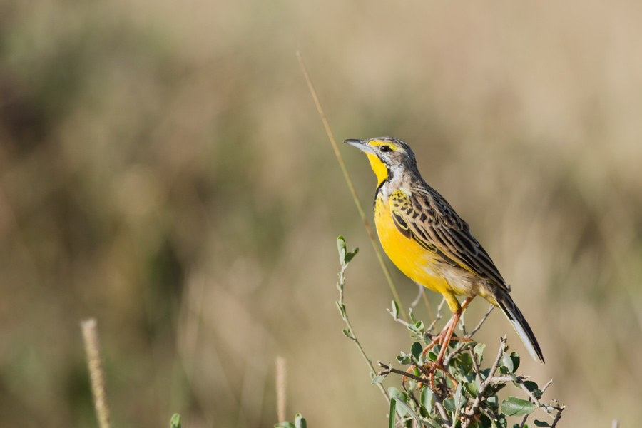 215447k4wcmpver5p4qpwo