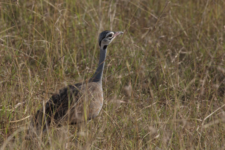 012553snnj7jy0yzy7g0r5