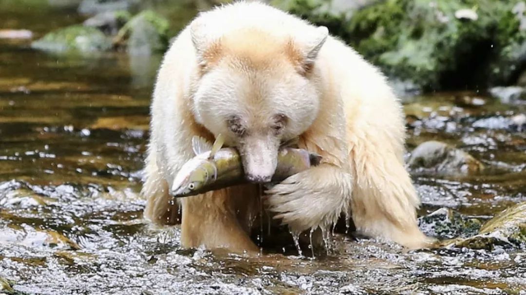 大熊雨林（The Great Bear RainForest）：白靈熊，珍惜如大熊貓