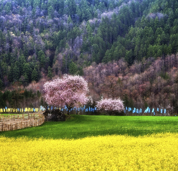 2025.3.25 桃花源記：林芝桃花、然烏冰川、雅魯藏布春色攝影團