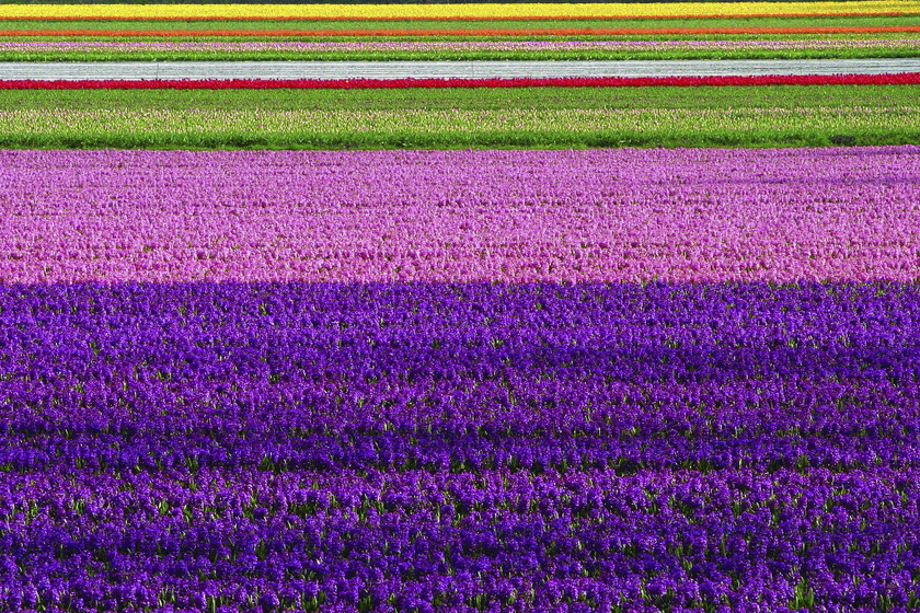 2025.4.18荷蘭郁金香花季及國王節(jié)狂歡攝影團