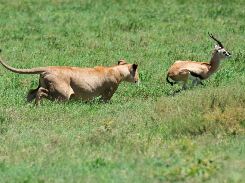 2026.2.20 坦桑尼亞野生動(dòng)物Safari攝影—角馬的誕生