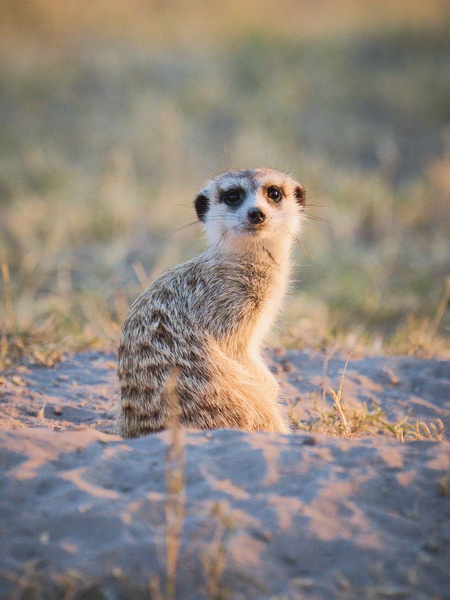 馬卡迪卡迪鹽沼 貓鼬-5