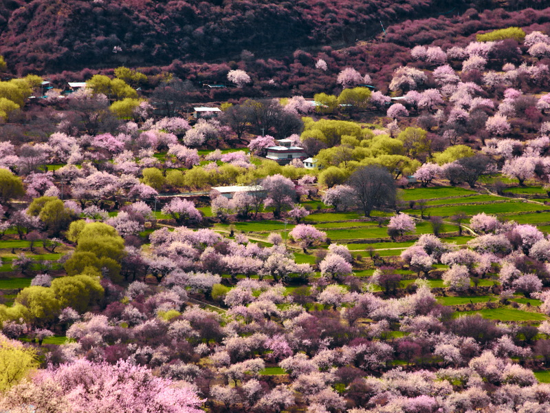 林芝桃花-9