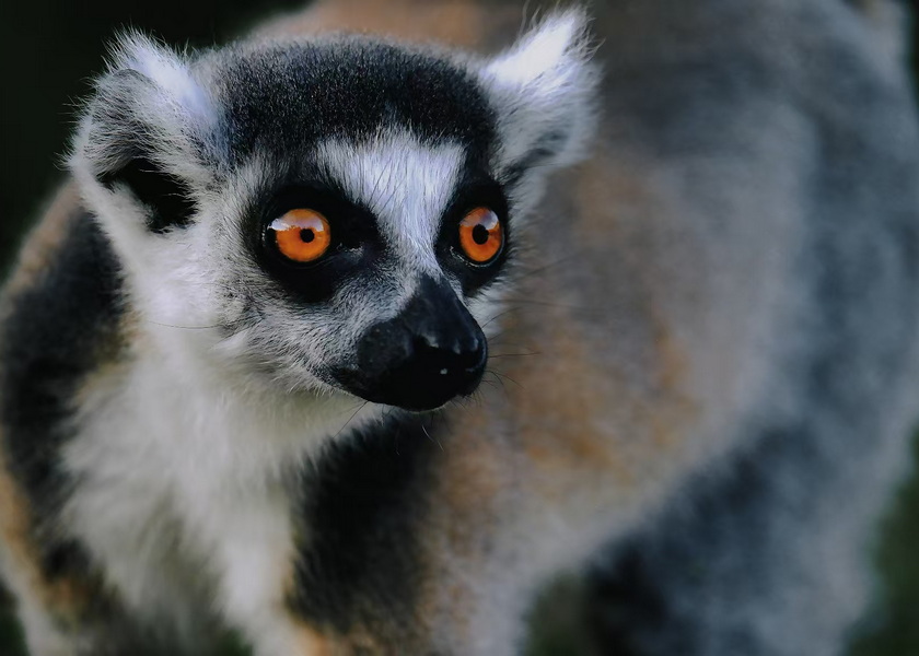 環(huán)尾狐猴-6