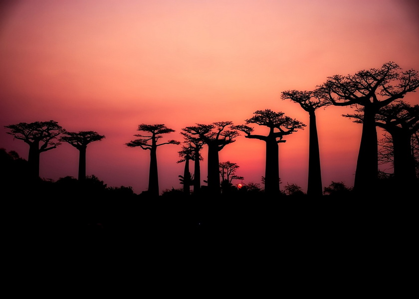 猴面包樹大道-12