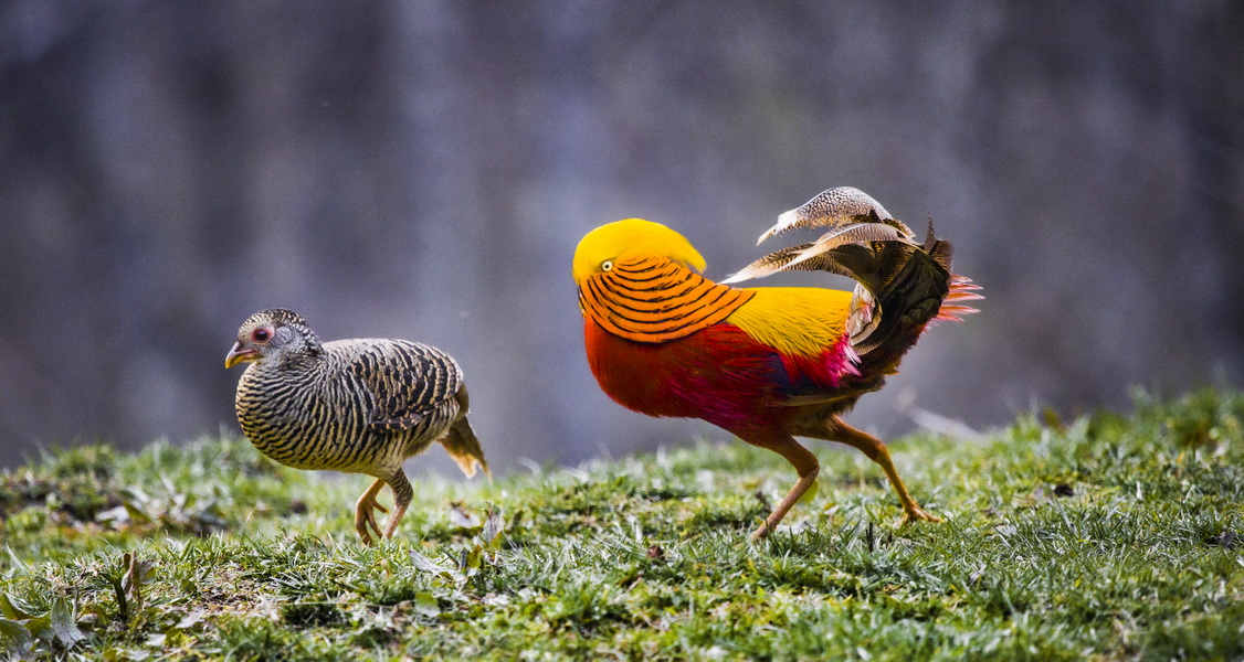 四川珍稀鳥類攝影行程