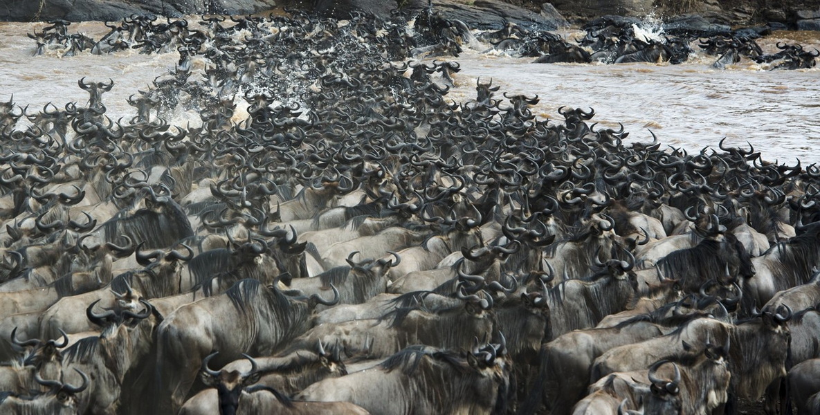 2025.8.25 肯尼亞野生動物&坦桑尼亞馬拉河畔動物大遷徙深度攝影團