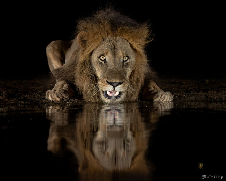 2026.3.9 肯尼亞私人保護區(qū)野生動物Safari&火烈鳥航拍攝影團